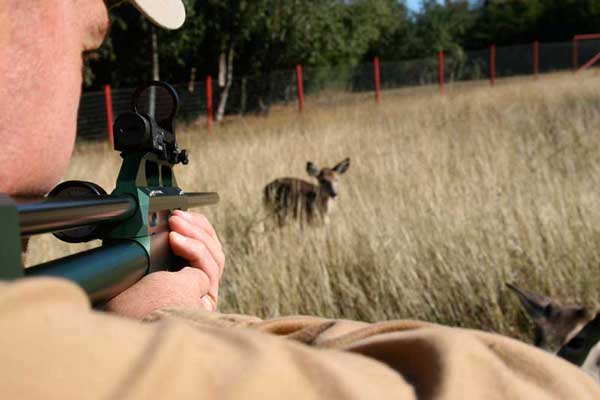 Darting Deer With A Dan-Inject Rifle Darting Deer With A Dan-Inject Rifle