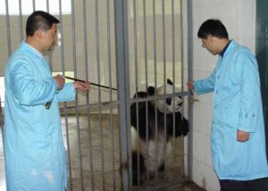panda_daninject_pistol Panda Being Tranquilized Using Dan-Inject Dart Pistol