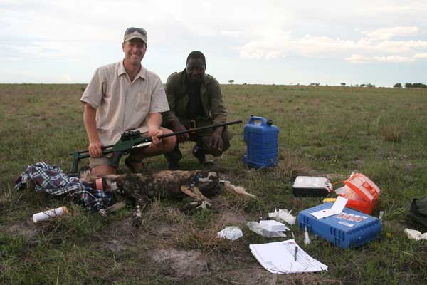 When the Zambian Carnivore Programme Needs To Dart – They Use Dan-Inject Tranquilizer Guns