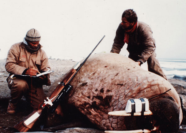 Dan Inject Rifle Tranquilized Walrus