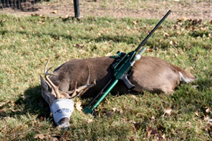 Young Whitetail Buck Tranquilized To Be Translocated From A Rehabilitation Center