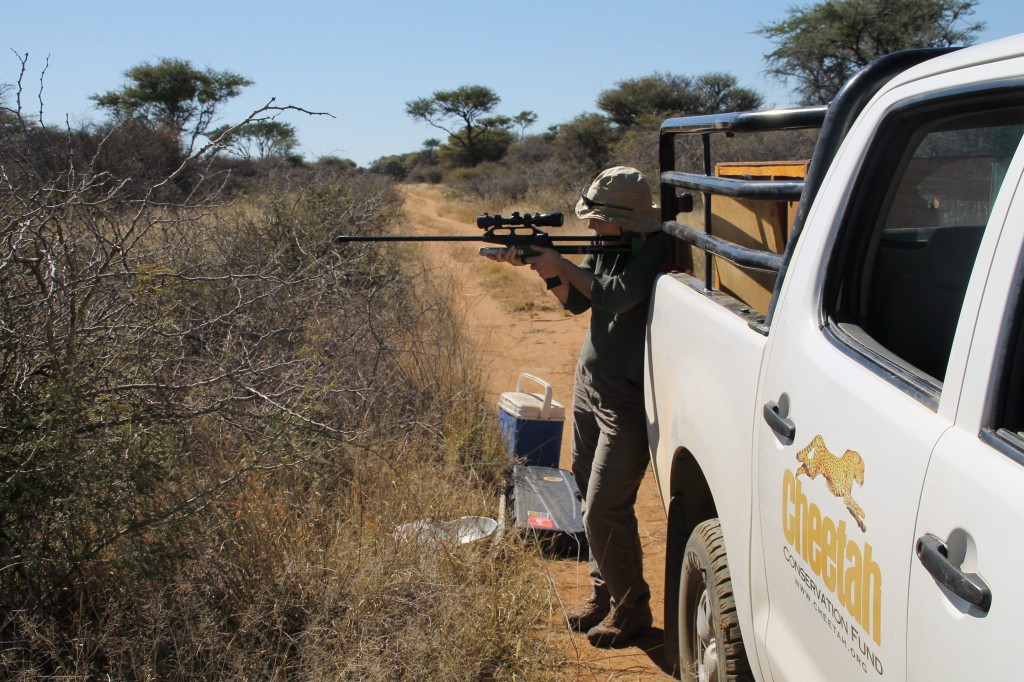 Cheetahs For Conservation's (CCF) Dr. Flacke Darting Bella