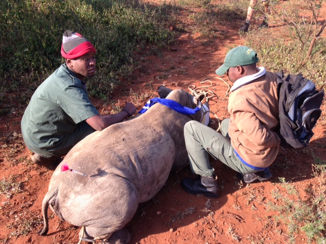 Close Up Of Darted Rhino