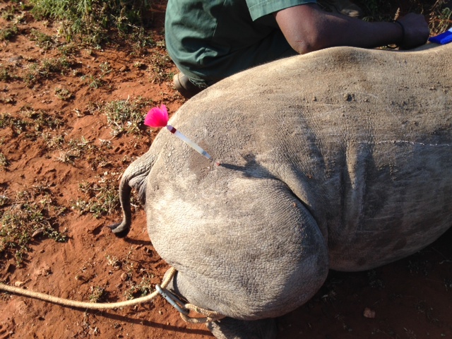 Close Up Of DanInject Dart Used On Rhino
