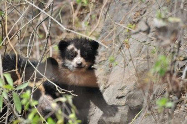 Spotting a spectacled bear in Peru In Attempt To Put GPS Collar